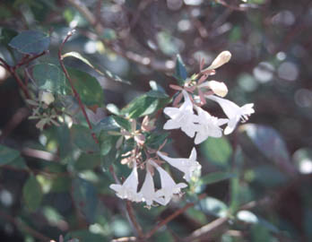 Abelia - Glossy Blooms