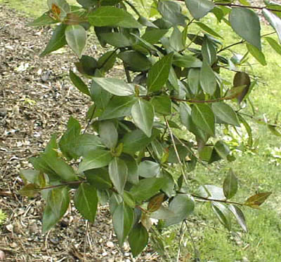 Abelia - Glossy Leaves