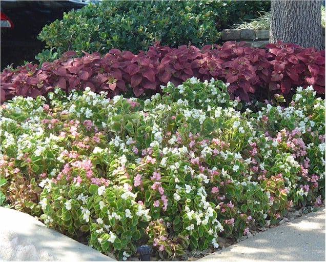 Begonias – Pizzazz White with Pink with Burgundy Sun Coleus at back