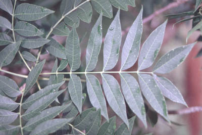 Chinese Pistache leaf
