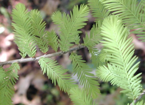 Cypress – Bald leaf