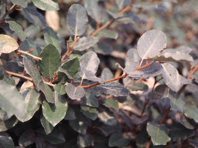 Elaeagnus Leaves