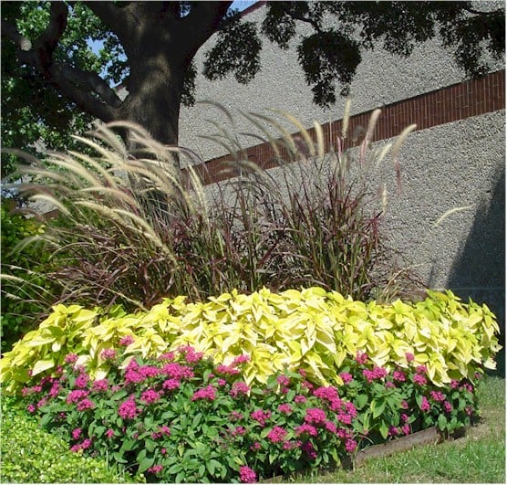 Fountain Grass – Purple with Coleus – Pinapple and Pentas – Violet