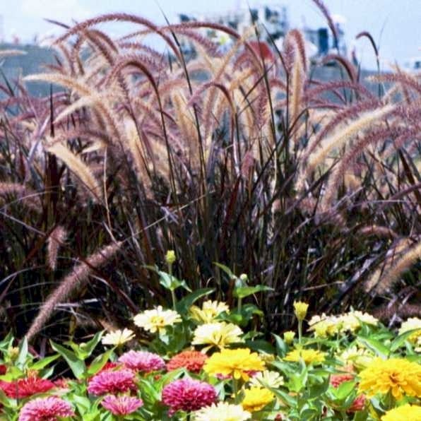 Image of Zinnias and purple fountain grass