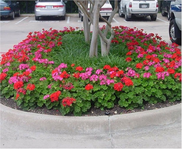 Geraniums – Pinto Mix Red and Rose