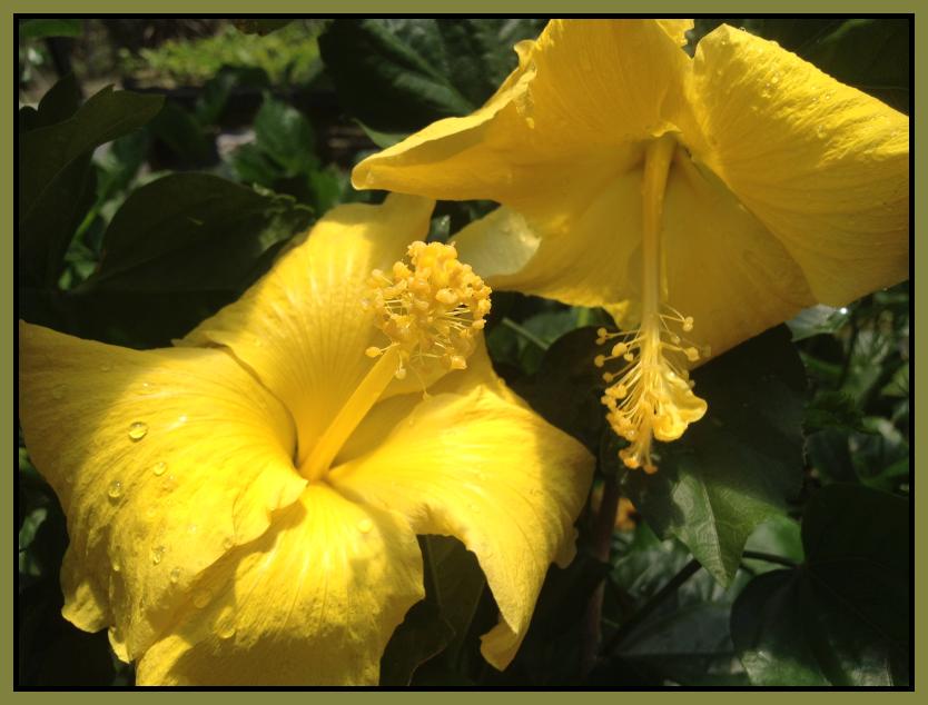 Hibiscus – Tropical Yellow