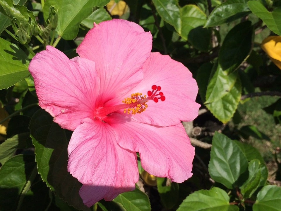 Hibiscus Tropical – Pink