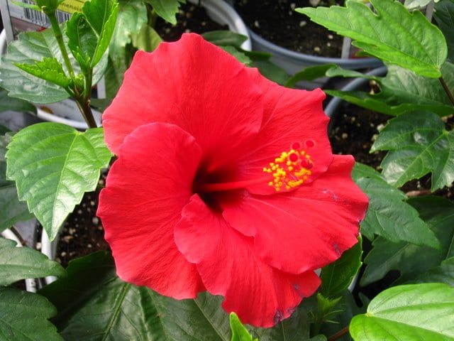 Hibiscus Tropical – Red