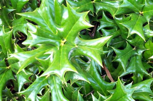 Holly – Dwarf Chinese leaves