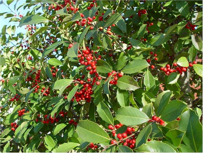 Holly – Savannah leaves and berries