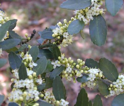Holly – Yaupon female blooms