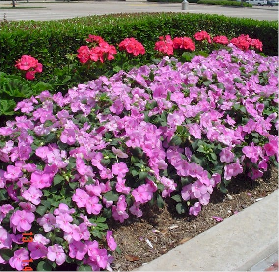 Impatiens – Blue Pearl with Geraniums – Rose Pinto