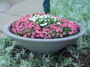 Impatiens – Coral and White