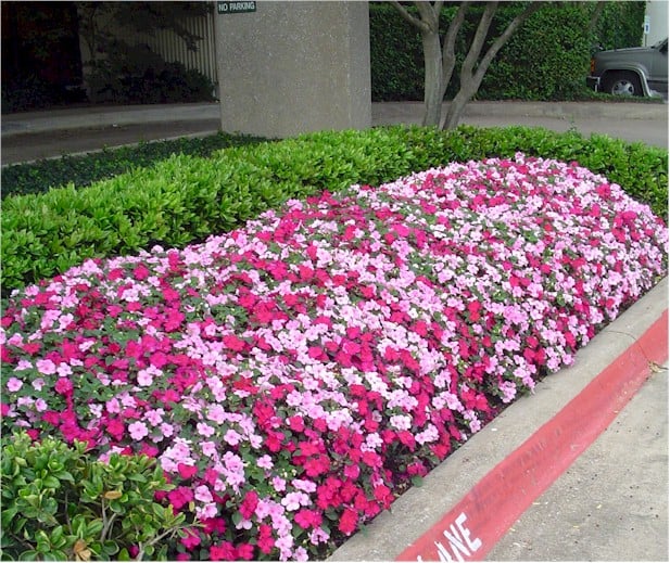 Impatiens – Lipstick and Pink