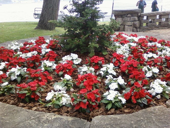 Impatiens – Red and White in groups