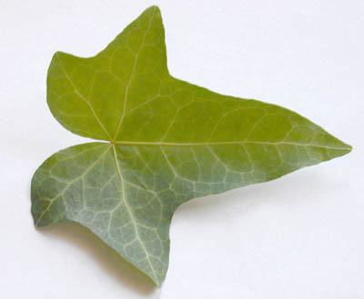 Ivy - Hahns Leaf