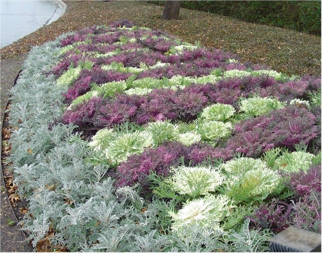 Kale – Red and White Peacock with Dusty Miller