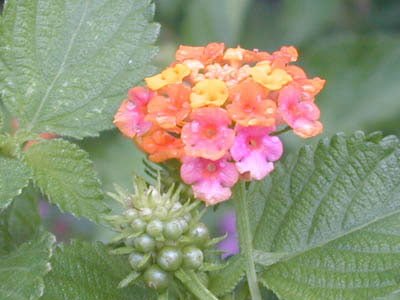 Lantana – Confetti