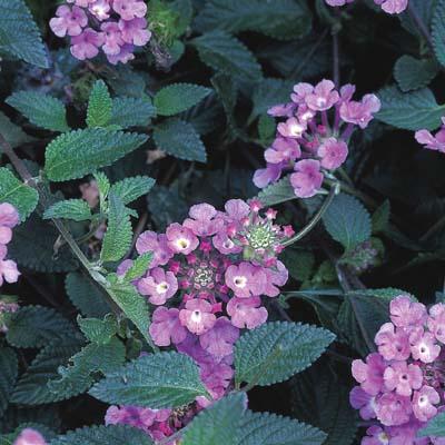 Lantana – Lavender