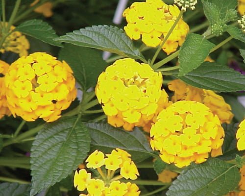 Lantana – New Gold