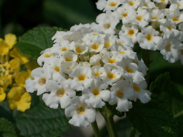 Lantana – White