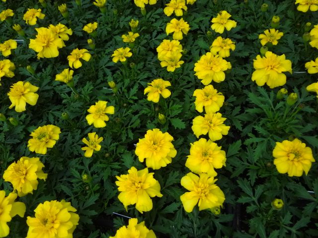 Marigold – Bonanza Yellow
