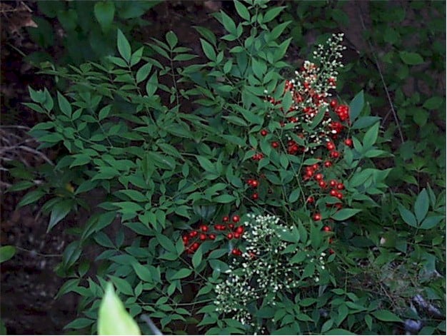Nandina Leaves & berries