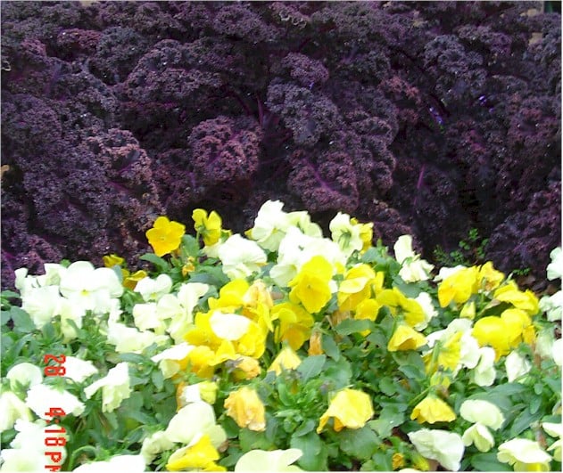 Pansies – Crown Gold and White with Red Bor Kale