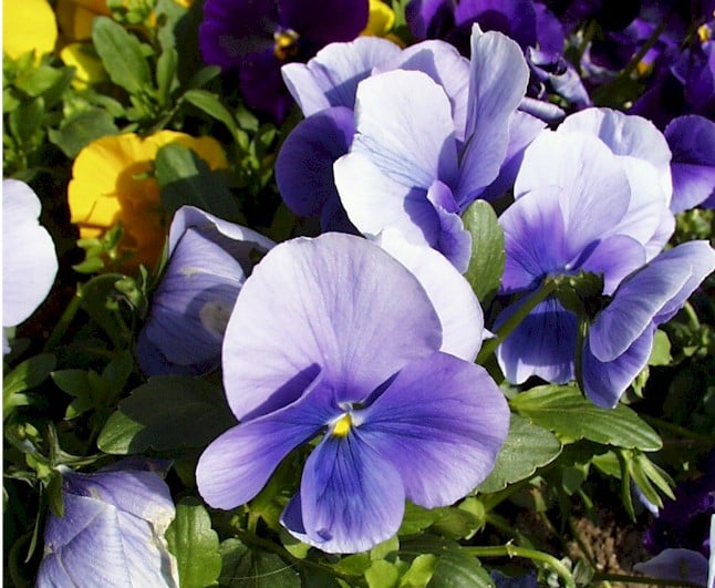 Pansy – Crown Azure