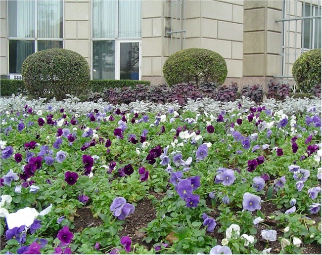 Pansy Crown Blue – White – Azure – Clear Sky Purple with Dusty Miller and Red Cabbage