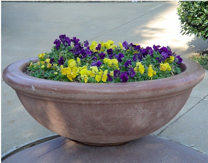 Pansy – Crown Gold and Crown Purple
