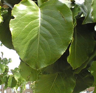 Pear – Bradford leaf