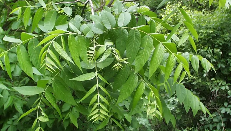 Pecan leaf