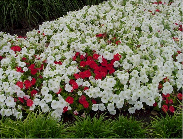 Petunias – Carpet White and Red
