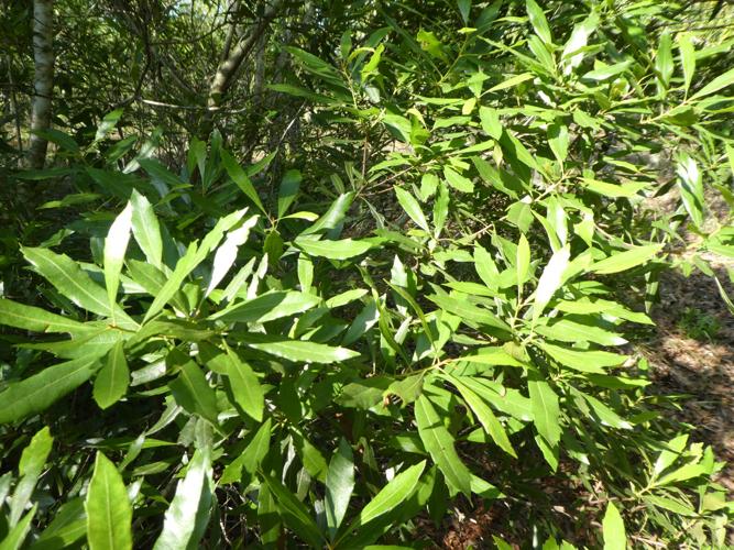Waxmyrtle – Southern Leaves
