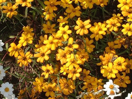 Zinnia Linearis Yellow