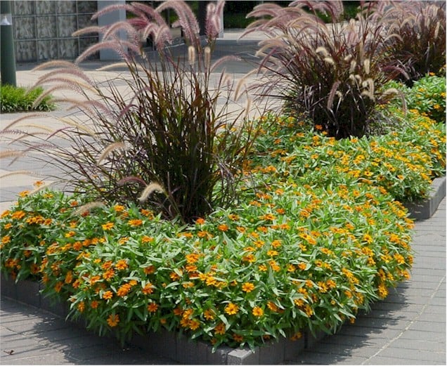 Zinnia – Profusion Orange with Purple Fountain Grass