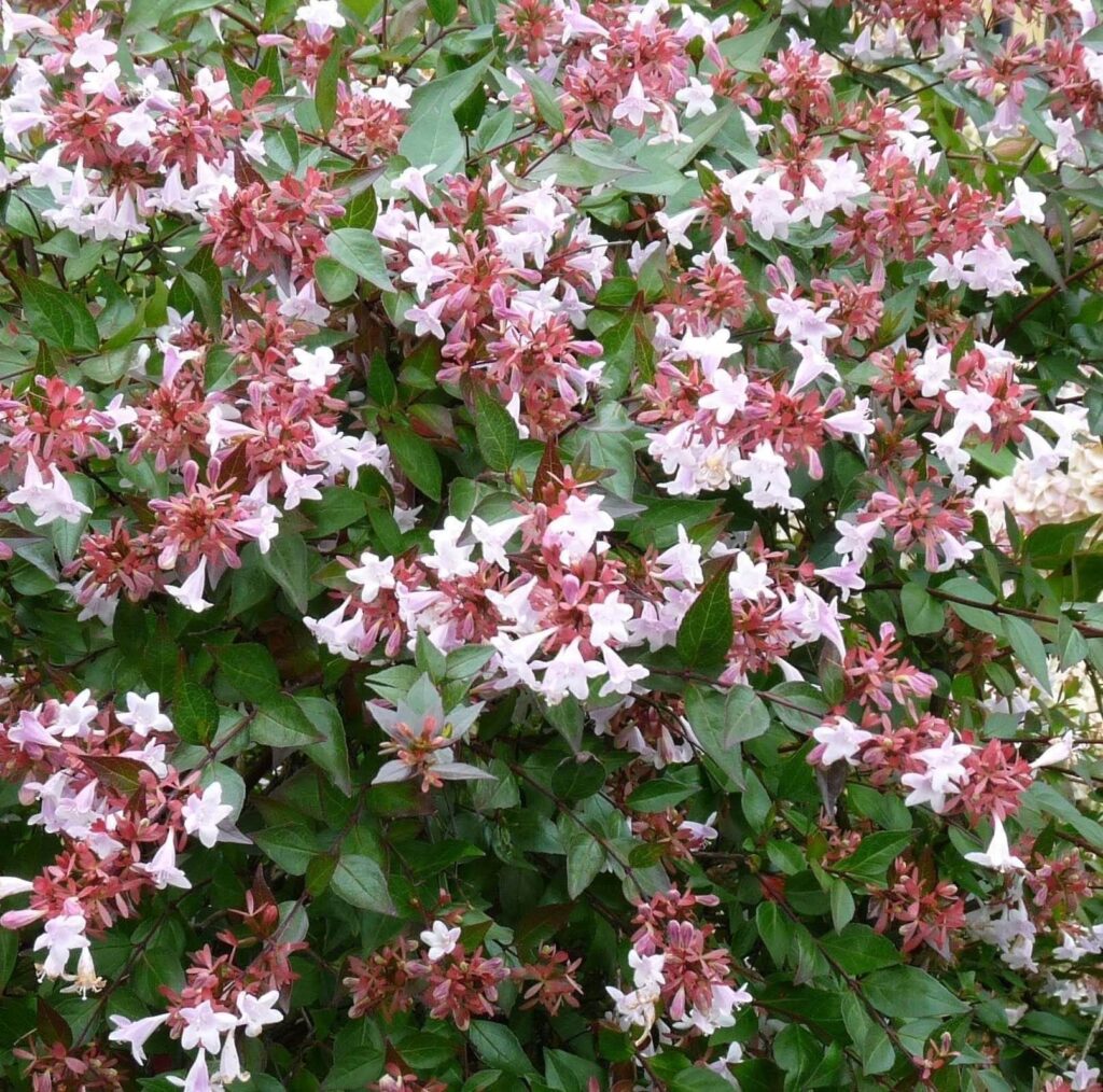 Abelia - Sherwood