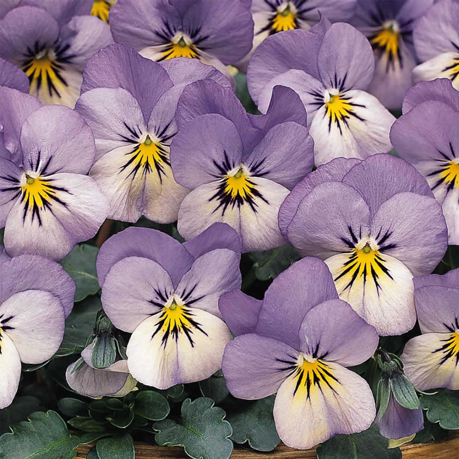 Viola – Blueberry Cream